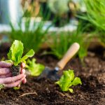 小さなプランター菜園を始めてみた
