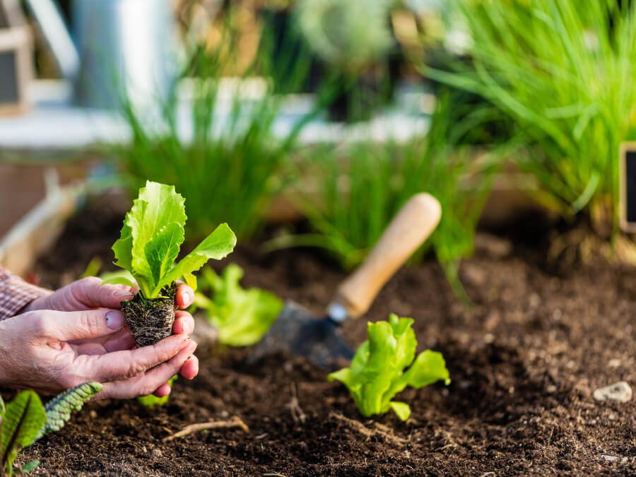 家庭菜園を楽しむ人